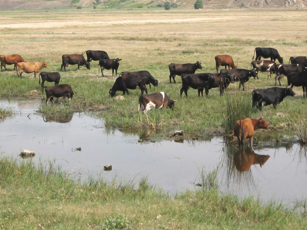 cireadă mulțumită
