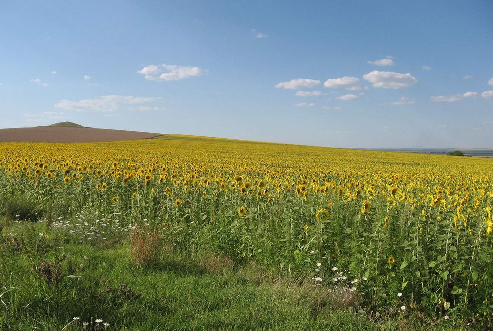 câmp cu floarea soarelui, scăldat în lumina după-amiezii