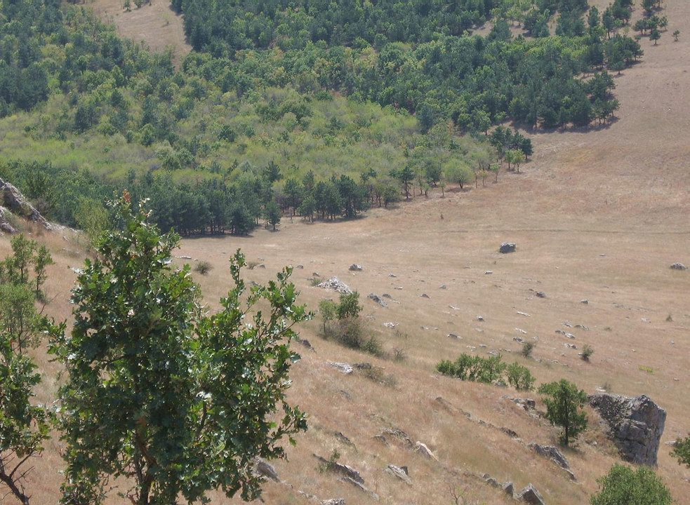 ne apropiem de păduricea de foioase și conifere